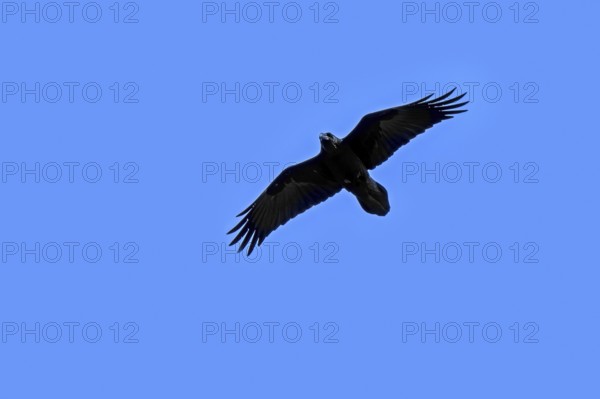 Common raven, northern raven (Corvus corax hispanus) in flight against blue sky, Spain
