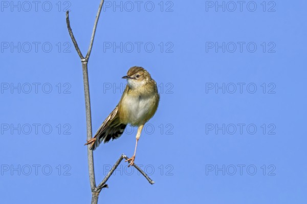 Zitting cisticola, fan-tailed warbler, streaked fantail warbler (Cisticola juncidis cisticola) stretching wing, Spain