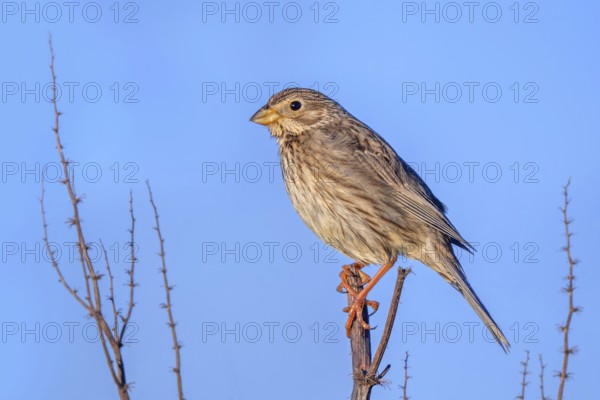 Corn bunting (Emberiza calandra) adult perched on stem in spring