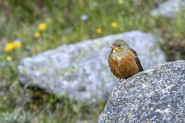 Ortolan bunting (Emberiza hortulana) adult male perched on boulder in meadow in spring