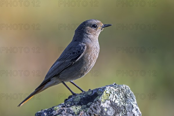 Black redstart (Phoenicurus ochruros aterrimus) adult female perched on rock in spring, Extremadura, Spain