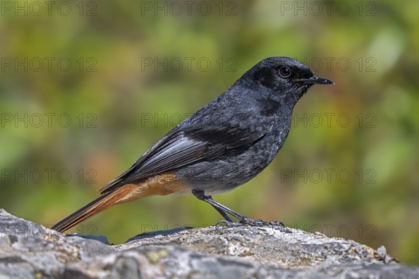 Black redstart (Phoenicurus ochruros aterrimus) adult male perched on rock in spring, Extremadura, Spain
