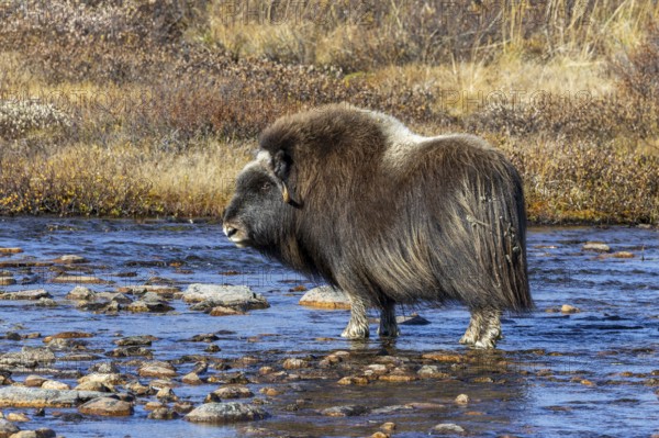 Muskox (Ovibos moschatus) female, cow crossing stream on the tundra in autumn, fall, Dovrefjell–Sunndalsfjella National Park, Norway