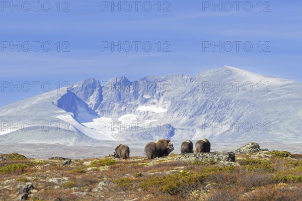 Herd of muskoxen (Ovibos moschatus) foraging on the tundra in front of mountains in autumn, fall, Dovrefjell–Sunndalsfjella National Park, Norway