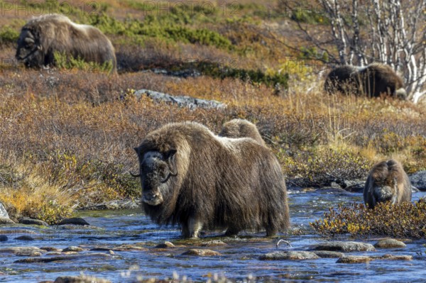 Herd of muskoxen (Ovibos moschatus) crossing stream on the tundra in autumn, fall, Dovrefjell–Sunndalsfjella National Park, Norway