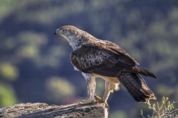 Bonelli's eagle (Aquila fasciata) adult male perched on rock in spring, Spain
