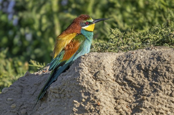 European bee-eater (Merops apiaster) adult male in breeding plumage resting on steep riverbank in spring, Extremadura, Spain