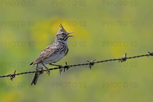 Crested lark (Galerida cristata pallida, Alauda cristata) singing from barbed wire, barbwire fence along meadow in spring, Extremadura, Spain