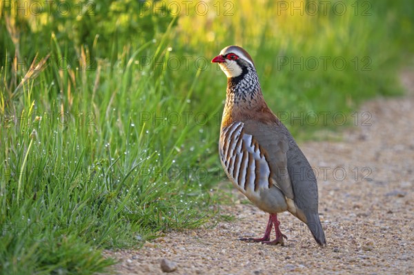 Red-legged partridge (Alectoris rufa hispanica, Tetrao rufus) foraging in spring, Castile and León, Castilla y León, Spain