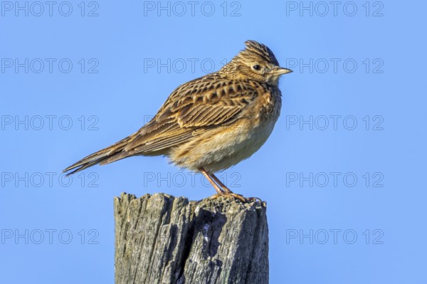 Eurasian skylark (Alauda arvensis sierrae) perched on wooden fence post along meadow in spring, Castile and León, Castilla y León, Spain