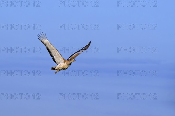 Great bustard (Otis tarda) female in flight against blue sky in spring, Castile and Leon, Castilla y León, Spain