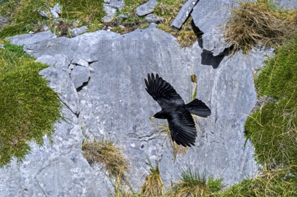 Alpine chough, yellow-billed chough (Pyrrhocorax graculus, Corvus graculus) flying along mountain slope in spring