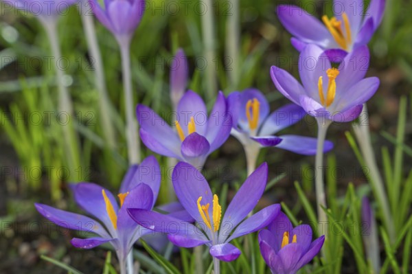Woodland crocuses / early crocus / Tommasini's crocuses / tommies (Crocus tommasinianus) in flower in garden in winter