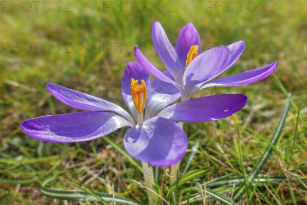 Two woodland crocuses / early crocus / Tommasini's crocuses / tommies (Crocus tommasinianus) in flower in garden in winter