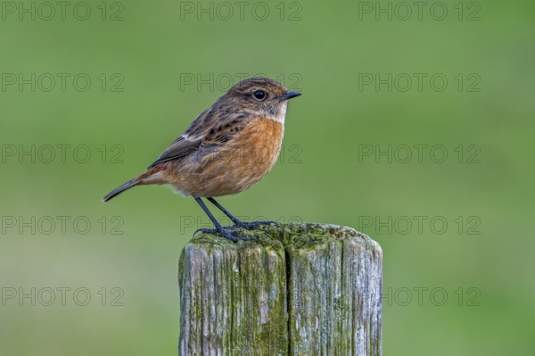 European stonechat (Saxicola rubicola / Motacilla rubicola) female perched on wooden fence post along meadow in winter