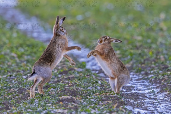 European brown hares (Lepus europaeus) female / doe boxing / fighting with male / buck in field during breeding season called March madness in winter