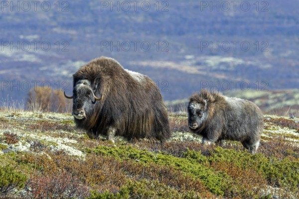 Muskox (Ovibos moschatus) cow / female with calf foraging on the tundra in autumn / fall, Dovrefjell–Sunndalsfjella National Park, Norway