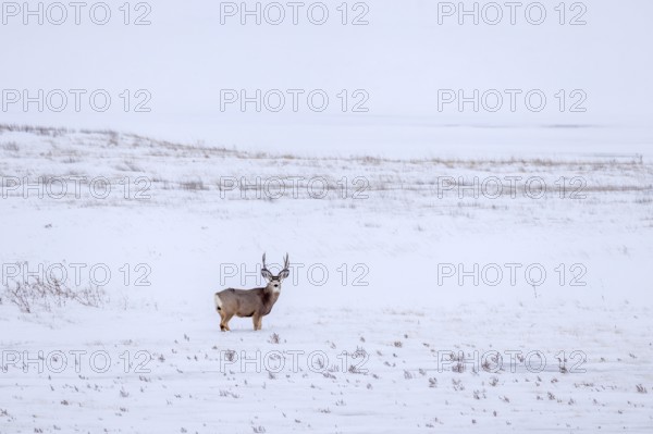 Rocky Mountain mule deer (Odocoileus hemionus) buck foraging on snow covered prairie in winter, Saskatchewan in Western Canada