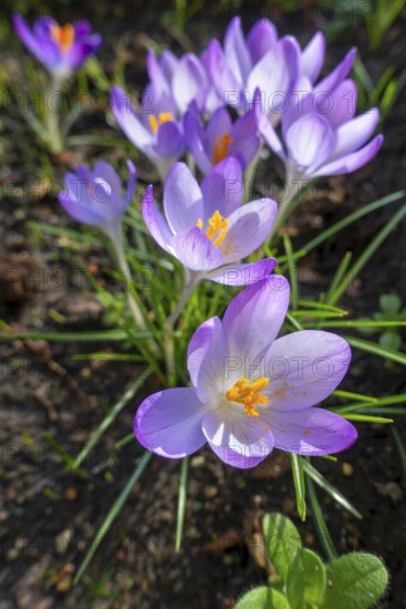Woodland crocuses, early crocus, Tommasini's crocuses, tommies (Crocus tommasinianus) in flower in garden in winter