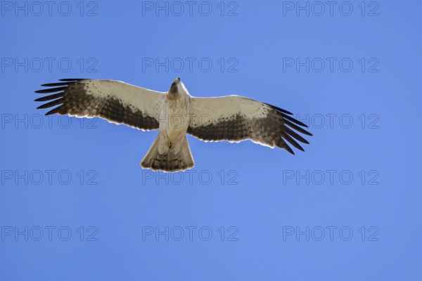 Booted eagle (Hieraaetus pennatus / Aquila pennata) light morph in flight against blue sky, Spain