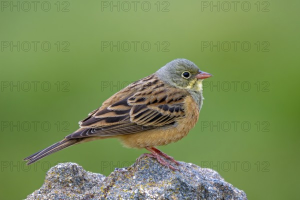 Ortolan bunting (Emberiza hortulana) adult male perched on rock in spring
