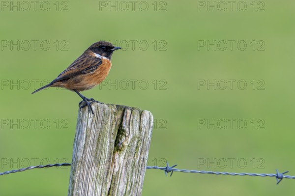 European stonechat (Saxicola rubicola / Motacilla rubicola) male perched on wooden fence post along meadow in winter