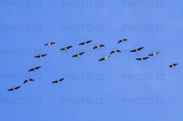 Flock of migrating tundra bean geese (Anser serrirostris) flying in V-formation against blue sky in winter