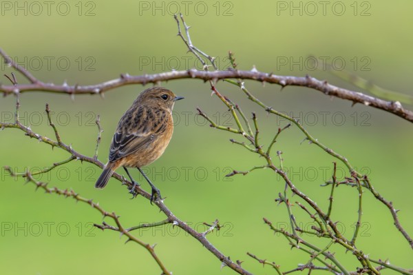 European stonechat (Saxicola rubicola / Motacilla rubicola) female perched in thornbush along meadow in winter