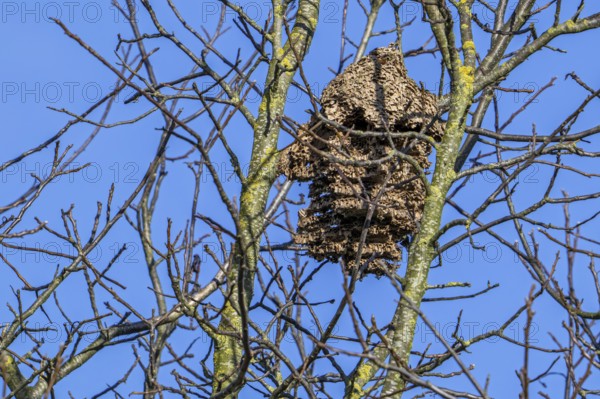 Old deserted secondary paper nest of Asian hornets / yellow-legged hornets / Asian predatory wasps (Vespa velutina) hanging in tree in winter