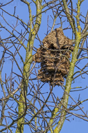 Old deserted secondary paper nest of Asian hornets / yellow-legged hornets / Asian predatory wasps (Vespa velutina) hanging in tree in winter