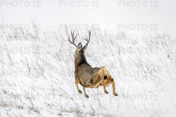 Fleeing Rocky Mountain mule deer (Odocoileus hemionus) buck running and jumping over snow covered prairie in winter, Saskatchewan in Western Canada