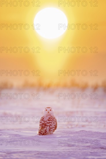 Snowy owl / polar owl / white owl / Arctic owl (Bubo scandiacus / Strix scandiaca) adult female on snow covered tundra at sunset in winter