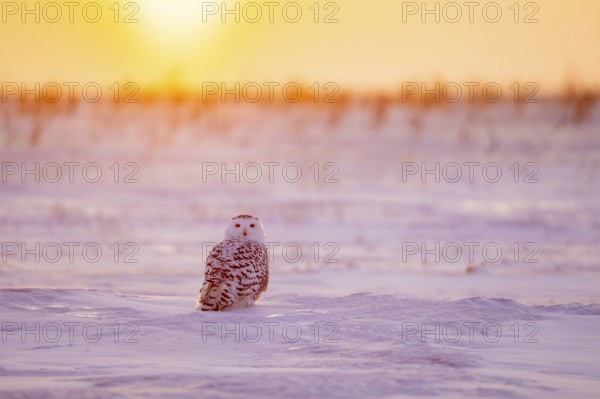 Snowy owl / polar owl / white owl / Arctic owl (Bubo scandiacus / Strix scandiaca) adult female on snow covered tundra at sunset in winter