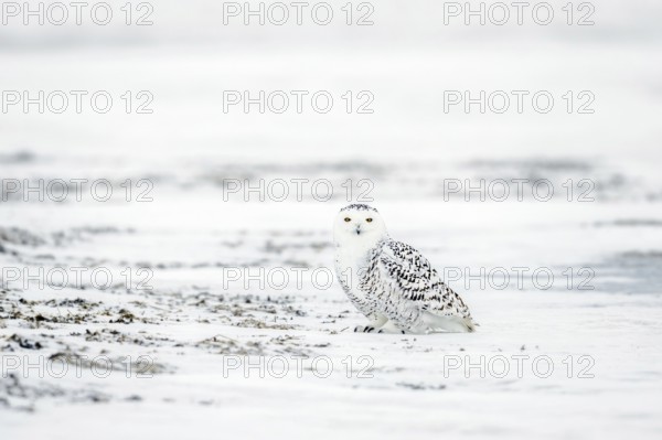Snowy owl / white owl / polar owl / Arctic owl (Bubo scandiacus Strix scandiaca) showing camouflage colours on snow covered tundra in winter