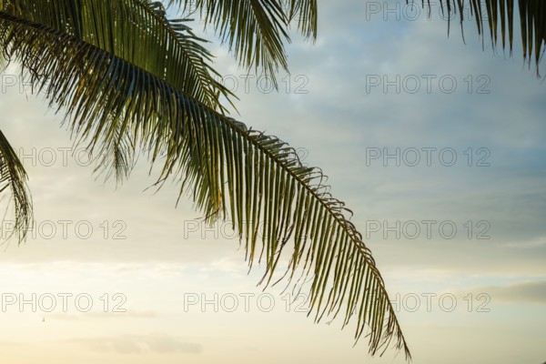 A peaceful sunrise behind a gently swaying palm tree in Thailand. The sky is painted with soft hues of early morning light, evoking a sense of calm and tranquility in vacation