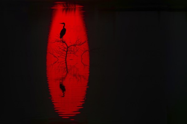 A striking silhouette of a heron perched on a tree against a vibrant red background reflected in water of sun at sunset, creating a dramatic and captivating visual effect