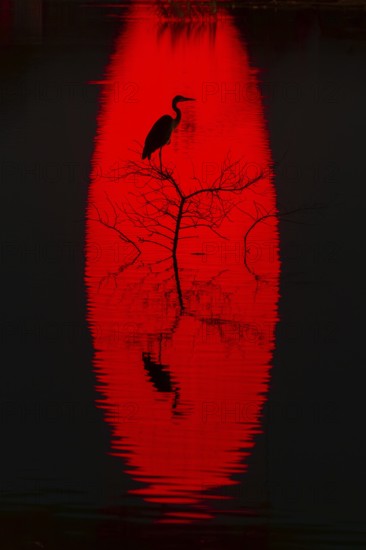 A heron perches on a branch silhouetted against a vibrant red reflection on water of sun at sunset. The artistic scene captures the tranquility and beauty of nature