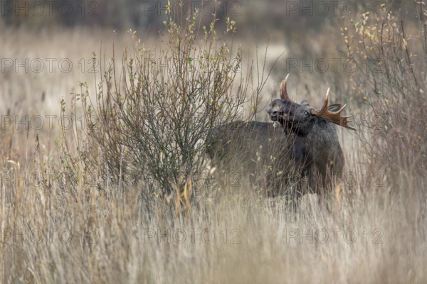 Relaxed, a bull moose (Alces alces) grazes the branches of a willow, rutting season, moose rut, October, Denmark