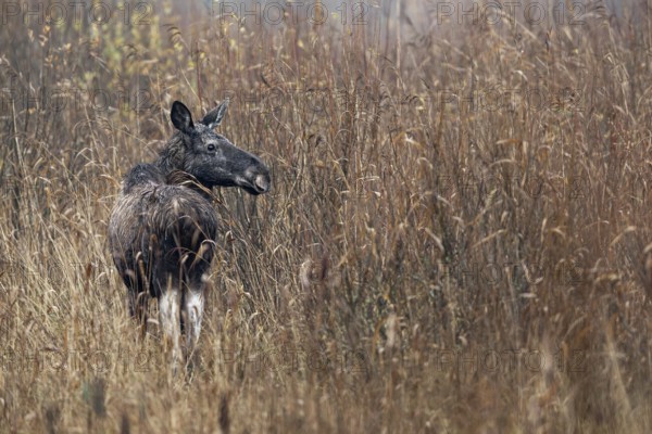 Moose cow (Alces alces) in a reed belt, rutting season, moose rut, October, Denmark
