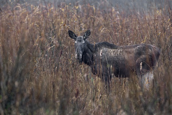 A cow moose (Alces alces) foraging in a reed belt, rutting season, moose rut, October, Denmark