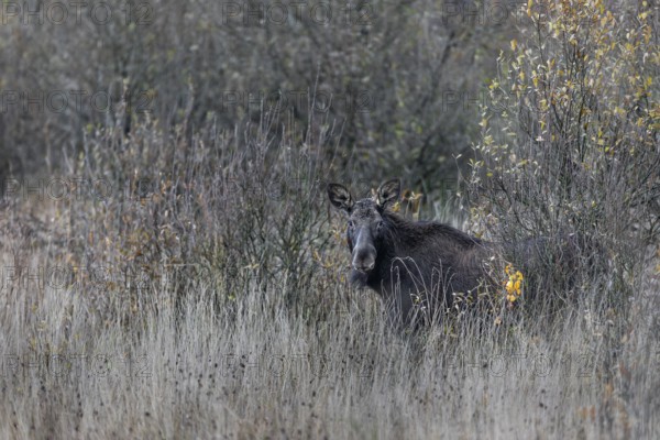 A cow moose (Alces alces) has cautiously stepped out of cover and is looking in my direction, rutting season, moose rut, October, Denmark