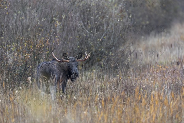 A bull moose (Alces alces) has stepped out of the willow thicket and is looking for food in a clearing, rutting season, moose rut, October, Denmark
