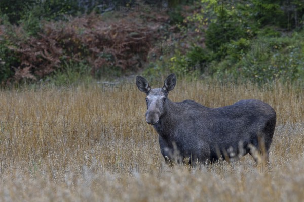 In the evening a cow moose (Alces alces) crosses into an oat field, game damage, September, Sweden