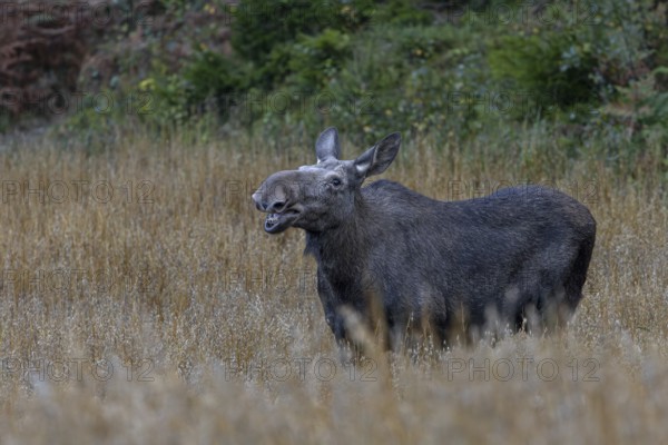 The oats obviously taste good to the moose (Alces alces), game damage, September, Sweden