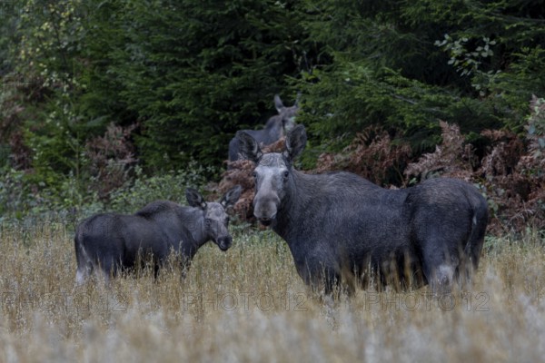Elk cow (Alces alces) with calves in an oat field, game damage, animal kids, September, Sweden