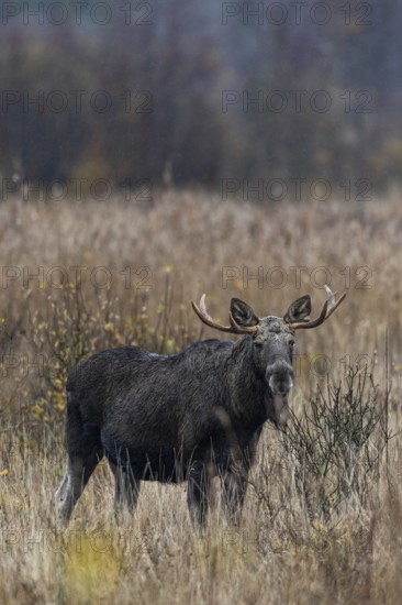 The bull moose (Alces alces) looks at the photographer with interest, rutting season, moose rut, October, Denmark