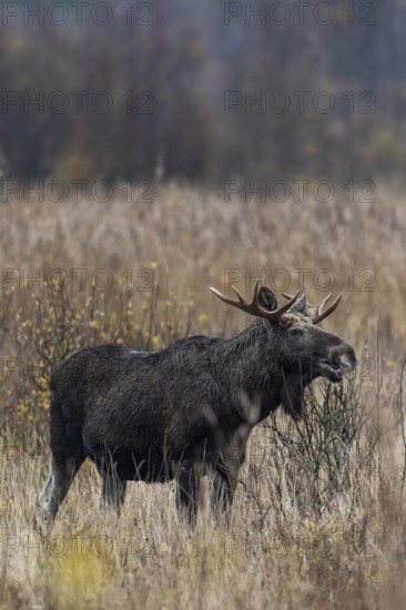 A bull moose (Alces alces) grazes the branches of a willow, rutting season, moose rut, October, Denmark