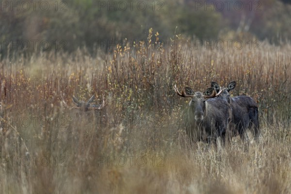 Even animals as large as moose (Alces alces) are difficult to spot in the reeds, rutting season, moose rut, October, Denmark