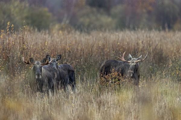 Despite the rut and the presence of a cow moose, the bull moose (Alces alces) co-exist peacefully, rutting season, moose rut, October, Denmark