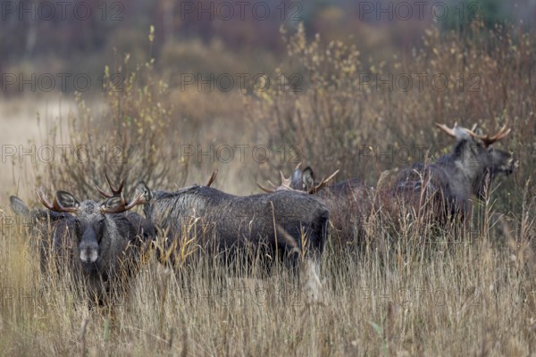 In contrast to other deer species, fights between bull moose (Alces alces) are much rarer during the rut, rutting season, moose rut, October, Denmark